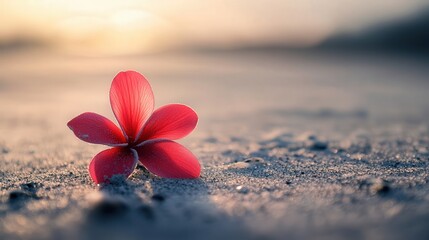 delicate red-petaled flower that survives even in the driest patches of beach sand.