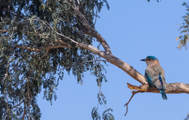 Indian Roller (Coracias benghalensis) Bird perched on tree branch. The Indian roller is a bird of the family Coraciidae, the rollers.
