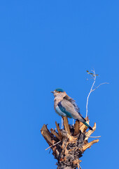Indian Roller (Coracias benghalensis) Bird perched on tree branch. The Indian roller is a bird of the family Coraciidae, the rollers.
