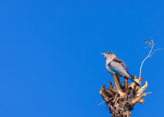 Indian Roller (Coracias benghalensis) Bird perched on tree branch. The Indian roller is a bird of the family Coraciidae, the rollers.