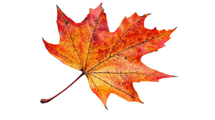 Fototapeta premium Vibrant autumn maple leaf showcasing nature's beautiful colors in full detail