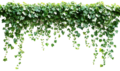 The leaves of the green vines hanging down on the wall