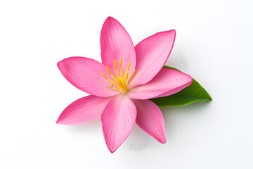 Fototapeta premium Pink Lotus flower blossom isolated on white background. Water lily flower close up