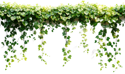 The leaves of the green vines hanging down on the wall