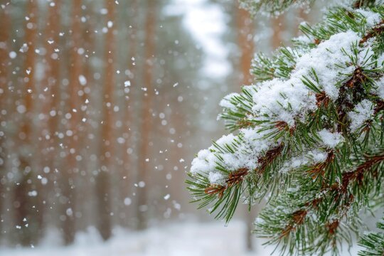 A close-up shot of a pine tree's trunk and branches covered in snow, great for winter-themed images