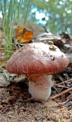 Suillus mushrooms in the forest. Brown edible mushrooms in a pine forest