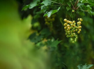 Ripe currant close-up as a background. Macro shot of ripening currant berries.