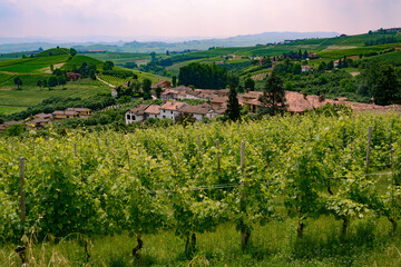 Landscape in Langhe (Piedmont)
