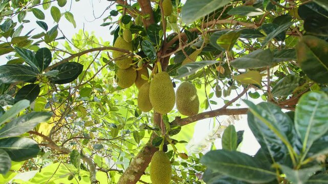 Explore a vibrant garden showcasing jackfruit trees laden with ripe fruit. The lush surroundings highlight the beauty of nature in this tropical setting, inviting admiration.