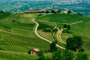 Landscape in Langhe (Piedmont)