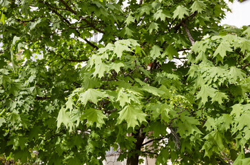 Leaves of maple at spring. Selective focus, blurred background