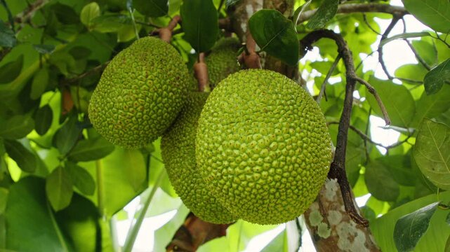 Lush green leaves surround ripe breadfruit hanging from branches in a vibrant tropical garden. The natural setting reveals a rich abundance of life and growth.
