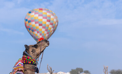 Portrait of a decorated camel with hot air balloon in background at the desert ground at bikaner.
