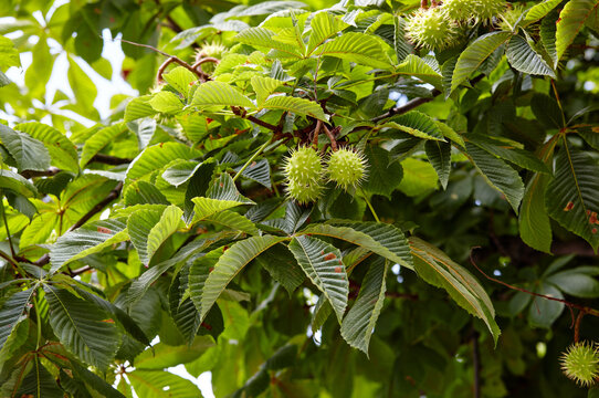 Abstract image of ripe chestnut in autumn park. Horse-chestnuts on conker tree branch - Aesculus hippocastanum fruits