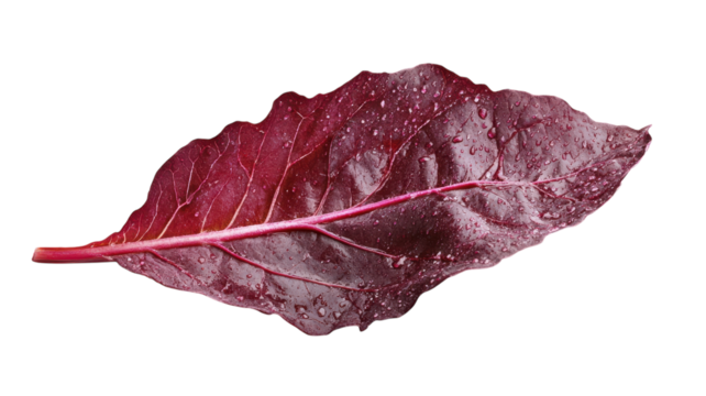 Vibrant red leaf glistens with water droplets, showcasing nature's beauty and texture