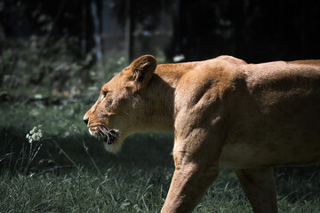 the fabulous march of the lioness