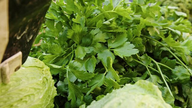 Freshly harvested herbs and crisp lettuce are being carefully selected and prepared in a local market. Bright green parsley contrasts with rich romaine lettuce, showcasing summer's bounty.