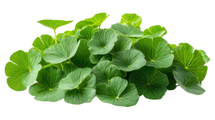 Lush green leaves create a vibrant display of nature's beauty in a sunny garden setting