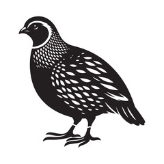 Quail bird Silhouette Vector Illustration, Solid White Background.