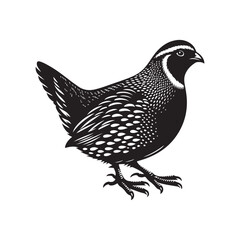 Quail bird Silhouette Vector Illustration, Solid White Background.