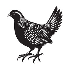 Quail bird Silhouette Vector Illustration, Solid White Background.