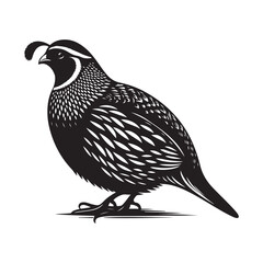 Quail bird Silhouette Vector Illustration, Solid White Background.