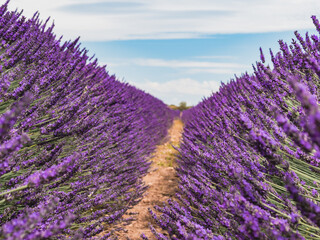 Obraz premium Vibrant lavender fields stretch towards the horizon under a clear blue sky