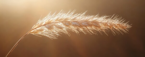 Golden sunset illuminating fluffy wheat spike close-up