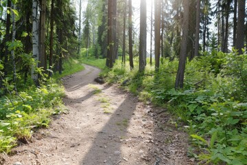Serene Pathway Through Lush Green Forest Surrounded by Tall Trees and Soft Sunlight in Nature in Summer