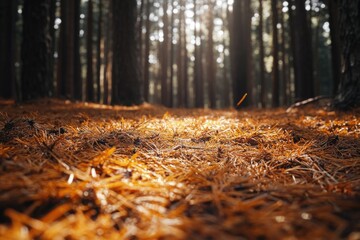 A warm and cozy scene of sunlight shining through tree branches in a dense forest