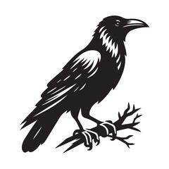 Raven bird Silhouette Vector Illustration, Solid White Background.