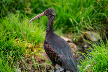 Naklejka premium Beautiful Ridgway's Ibis (Plegadis ridgwayi) foraging at the Banks of Lake Titicaca in Bolivia with Clear Reflections