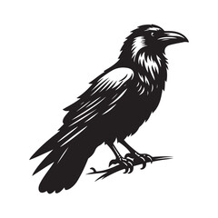 Raven bird Silhouette Vector Illustration, Solid White Background.