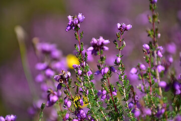 field of lavender