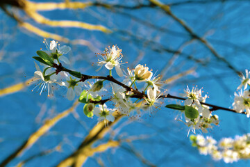 branch with yellow flowers