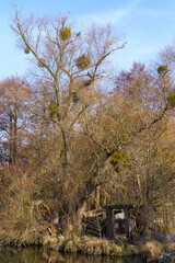 Winter Scene with Large Leafless Tree and Clusters of Mistletoe by a Reflective Body of Water in Stangenhagen, Brandenburg