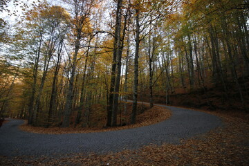 road in the forest