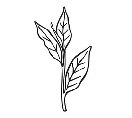 Vector hand drawn illustration of Tea leaves. Graphic style Leaves and branches. Sketch cosmetic line art herbs. 