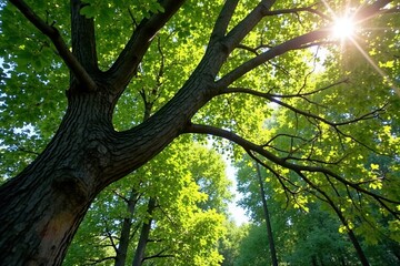 Obraz premium Intricate network of tree branches, sunlight dappled , flora, form