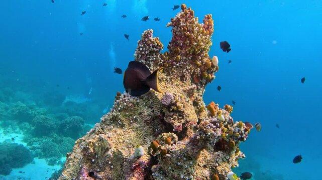 Chocolate surgeonfish swims next to a coral outcrop covered with tunicates (sea squirts).