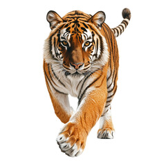 Naklejka premium Walking Bengal tiger with intense gaze on a transparent background.