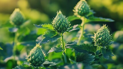 Vibrant Green Buds in Sunlight: A Close-Up of Nature's Beauty