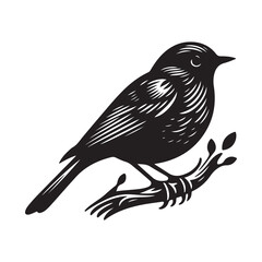 Robin bird Silhouette Vector Illustration, Solid White Background.