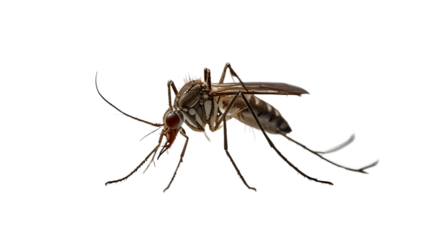 mosquito on a transparent background