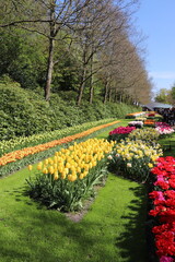 Fields of tulips in a garden park in the Netherlands Amsterdam