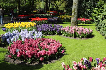 tulips in the park during spring