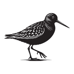 Sandpiper bird Silhouette Vector Illustration, Solid White Background.