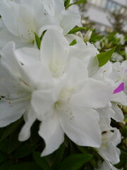 Fototapeta premium The beautiful White Azalea flower, the scientific Latin name Rhododendron mucronatum, comes from the temperate biome in Japan.