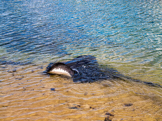 Stingray In Shallows Lifts Wing Out Of Water