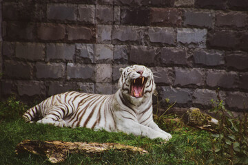 white bengal tiger